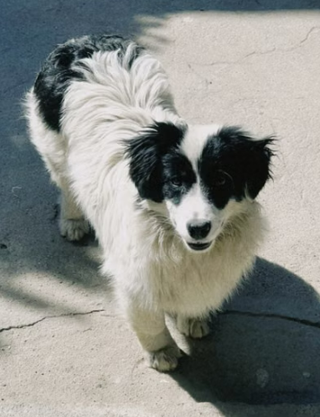 Rescuehond Griekenland Rescuehond Griekenland