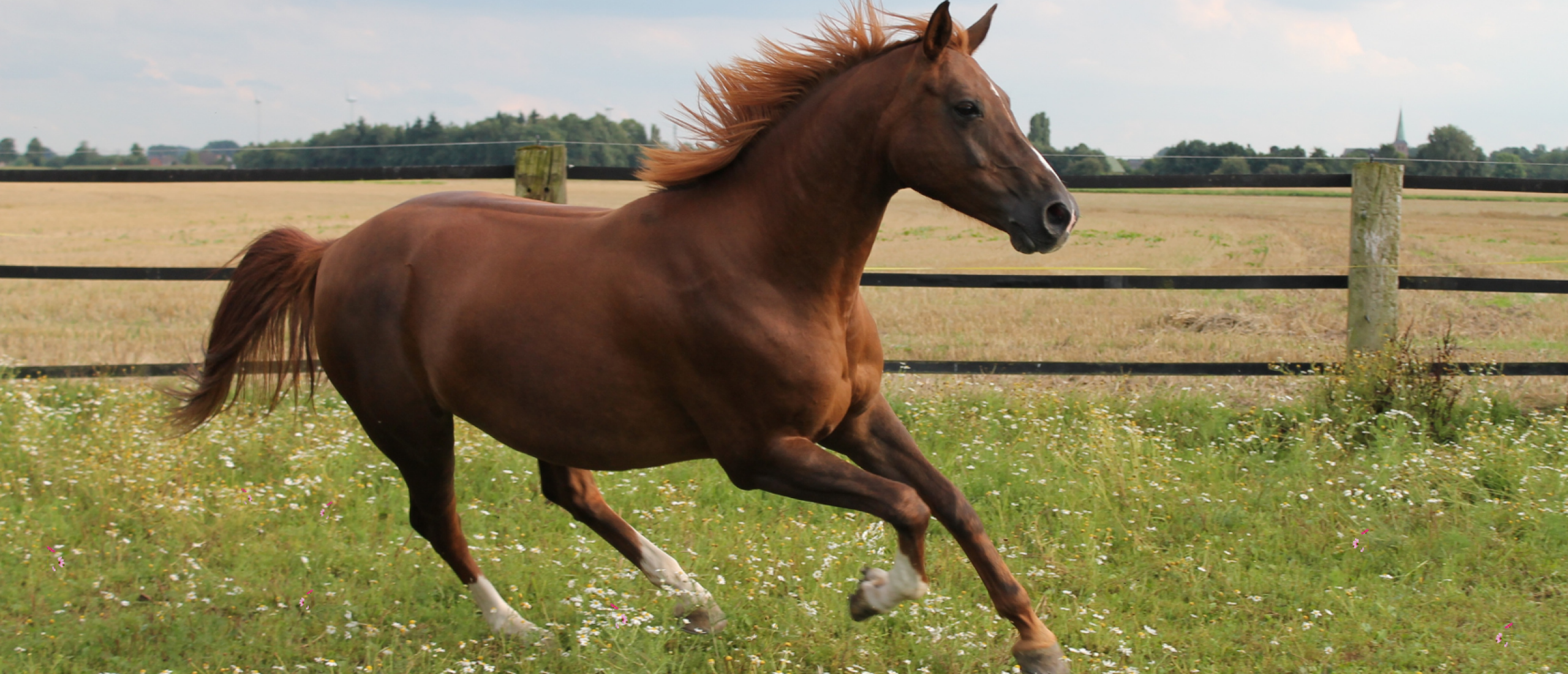 Dieren - Sprekend als Mensen | Twarro