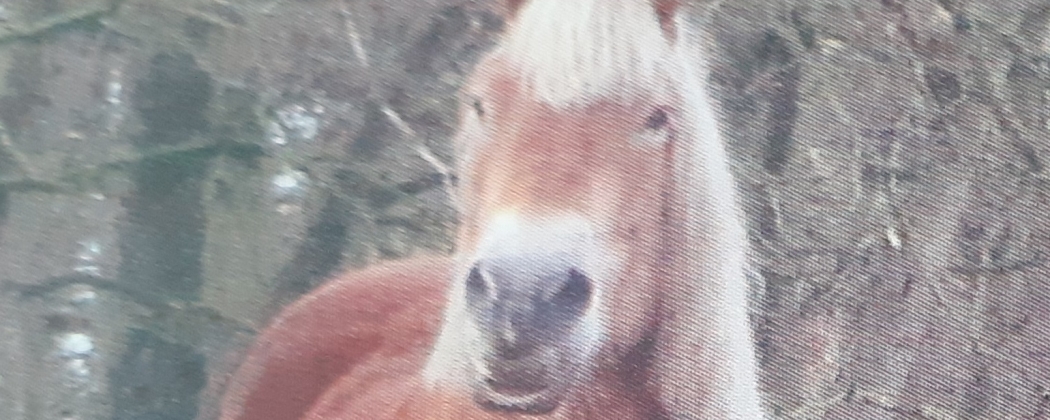 Dierentolk Marjon in gesprek met: een paard.