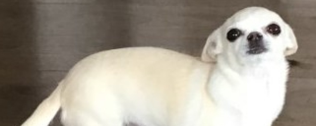 Dierentolk Marjon in gesprek met een hond. En sessie emotioneel traumaverwerking.