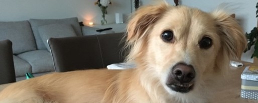 Dierentolk Marjon in gesprek met een hond.