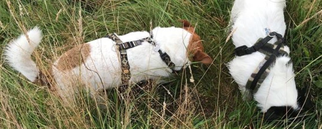 Levenslessen van een Jack Russel Terriër