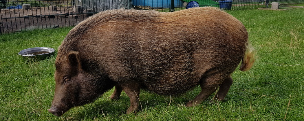 Dierentolk Marjon in gesprek met Josje.