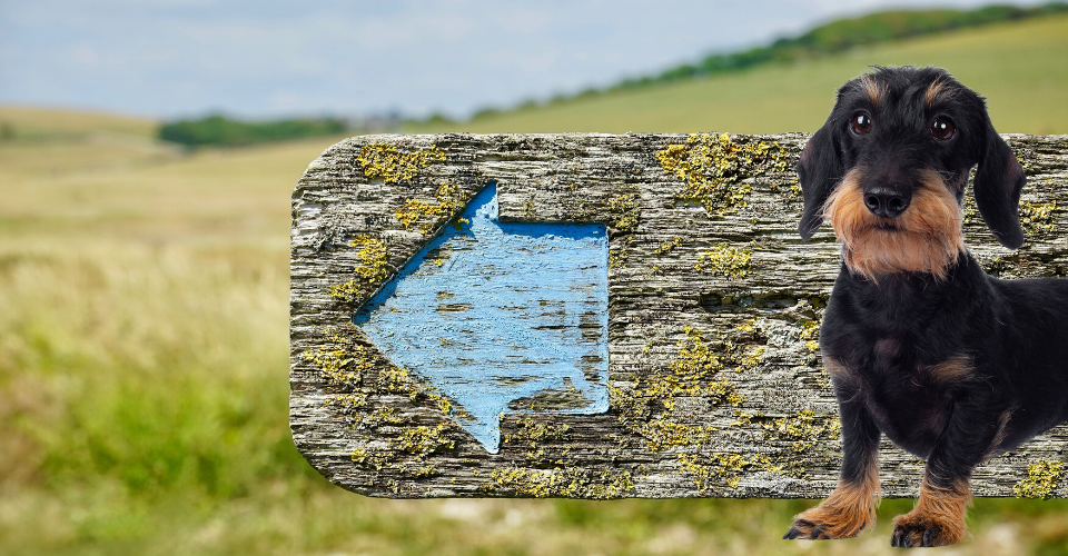 DigiDog Hondenschool Online / Voedingsadvies