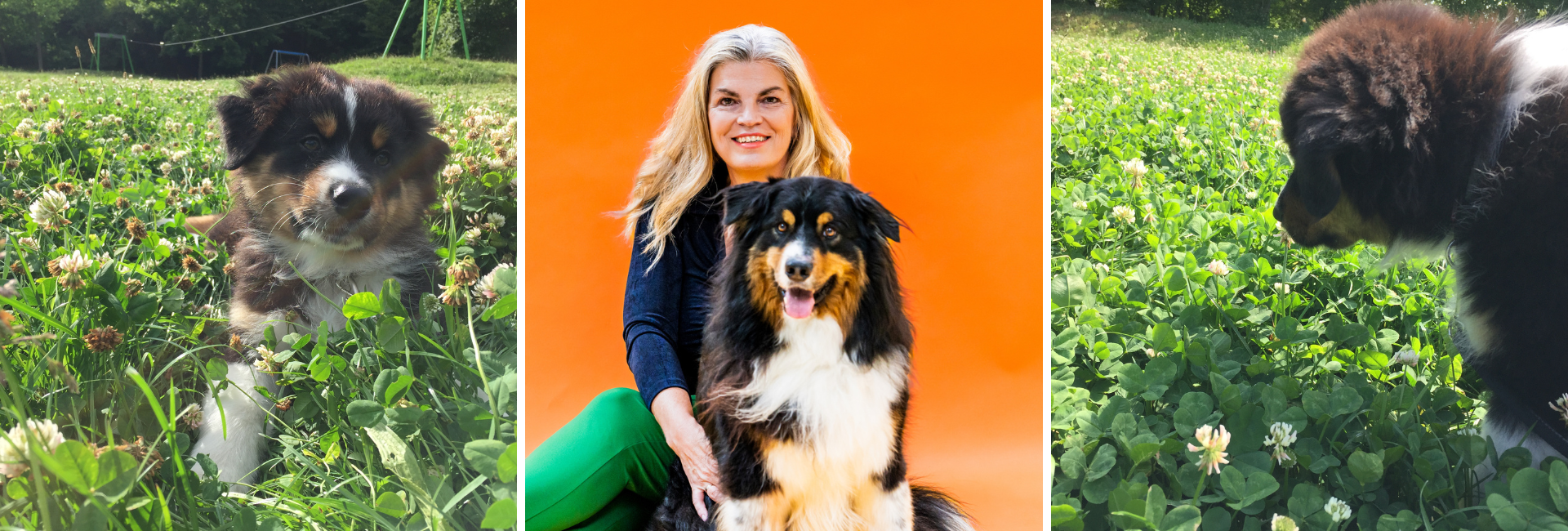 drs Mandy Gerris is Voedingsadviseur voor hond en kat, Opleider, hondengedragstherapeut en sinds 2008 (h)ondernemer