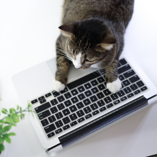 Je vraagt het STAP budget online aan, de stappen zijn simpel