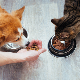 Online opleiding om alles te leren over voeding voor hond en kat