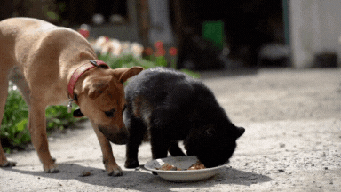 Gezond eten, hond en kat eten samen uit een schoteltje