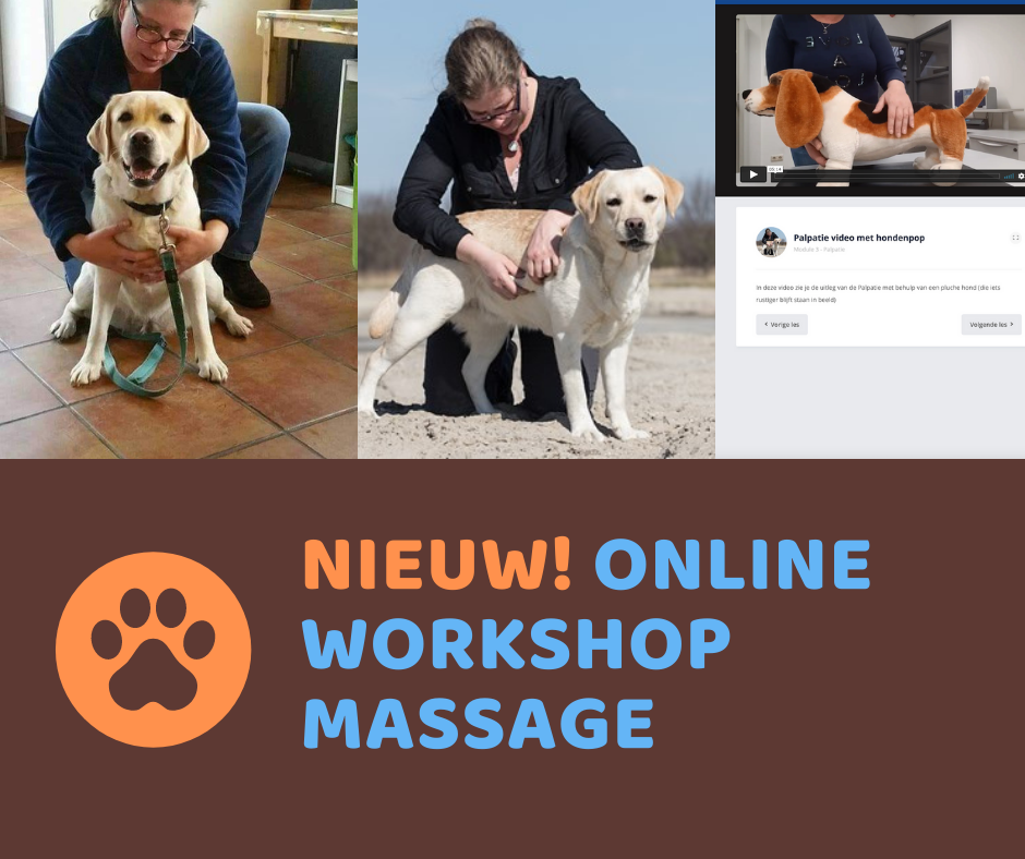 Nieuw: online workshop ontspanningsmassage voor de hond