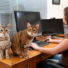 DigIDog online opleiding over voeding voor katten: spijsvertering, voedingsleer en geschikt voer