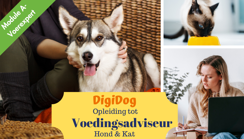 Als Voerexpert voor hond en kat leer je alles over alle soorten voer zodat je eigenaren met een goed advies kan helpen