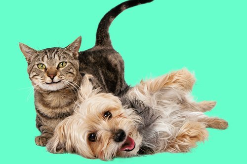 Blije honden en katten omdat het STAP-budget is goedgekeurd