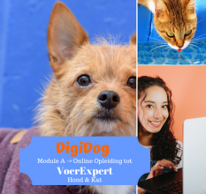 Wordt nu Voedingsadviseur of Voerexpert voor hond / kat met deze online opleiding van DigiDog