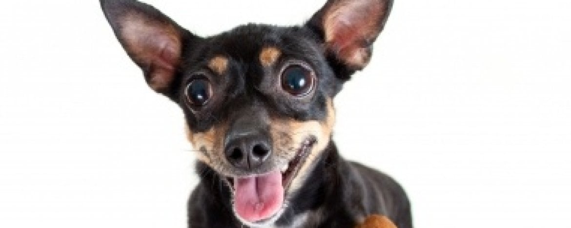 ADHD hond of hyperactieve hond?  Om gek van te worden!
