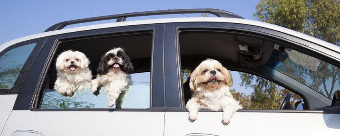 Puppy mee in de auto -> leer hem in 5 stappen hoe: