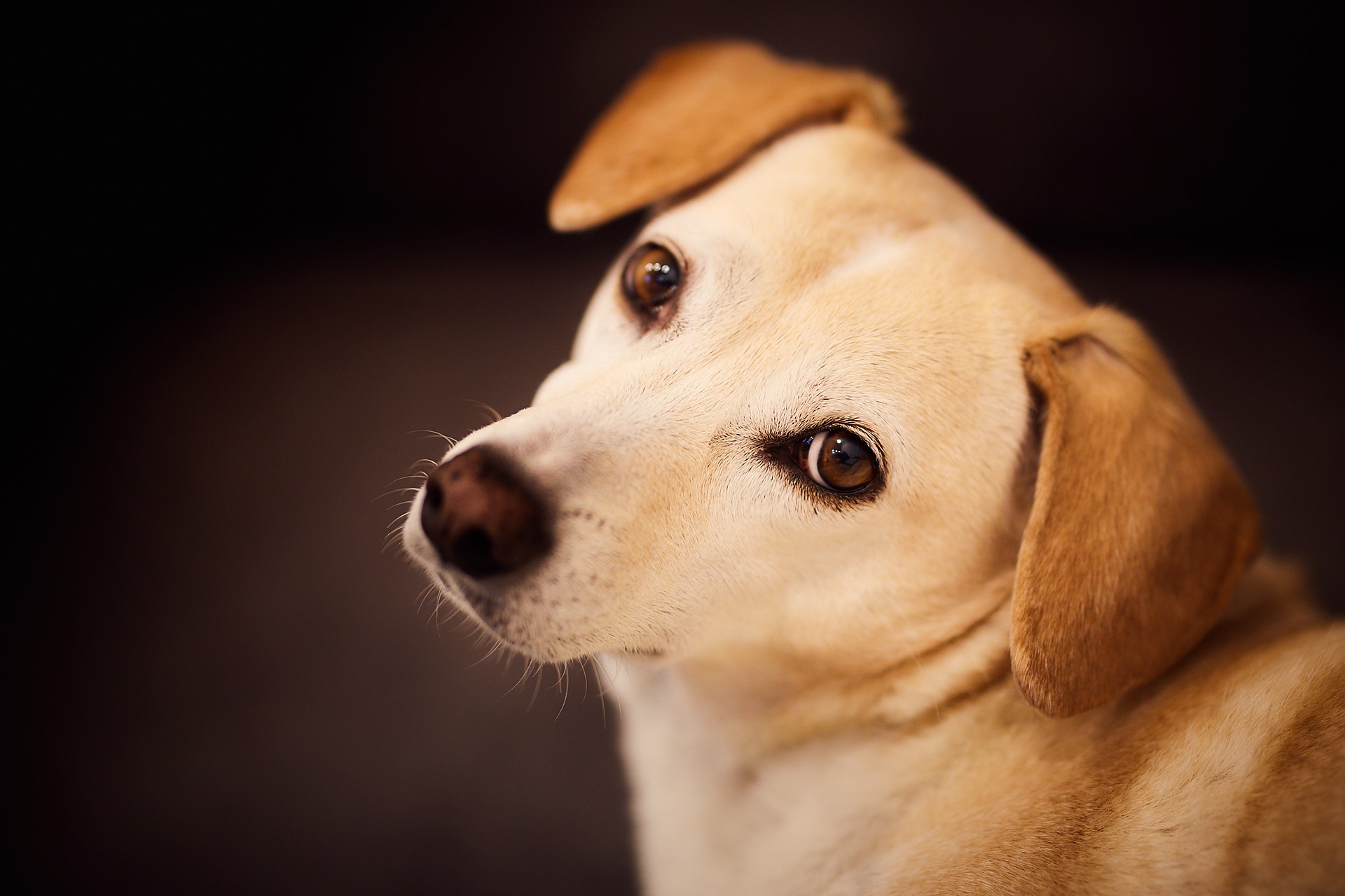 Wanneer en waar train ik met mijn puppy?