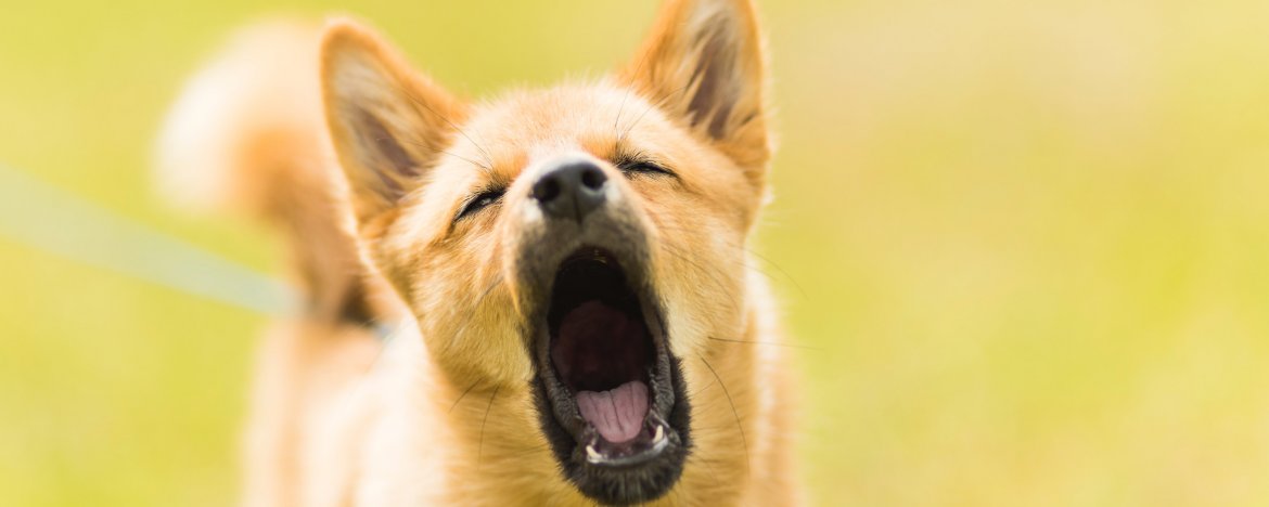 5 redenen waarom je hond uitvalt als hij aangelijnd is