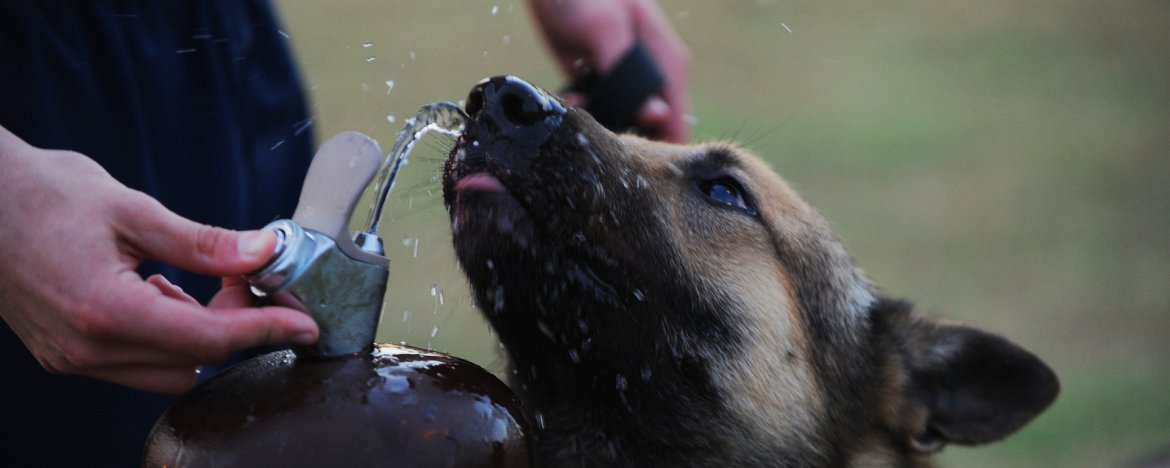 Mijn hond drinkt niet! -> 7 slimme manieren om je hond water te geven