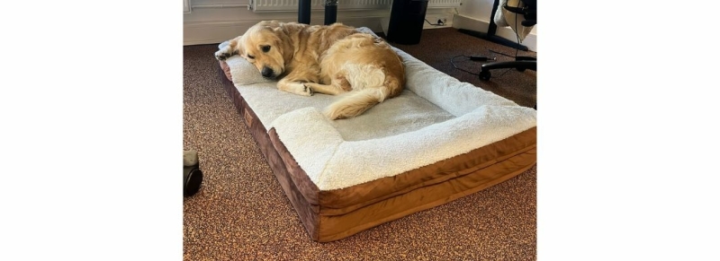 Teddy op petperfuct mand