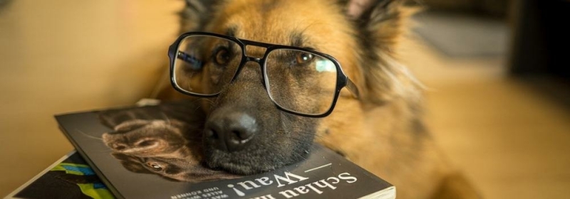 hond met bril en boek