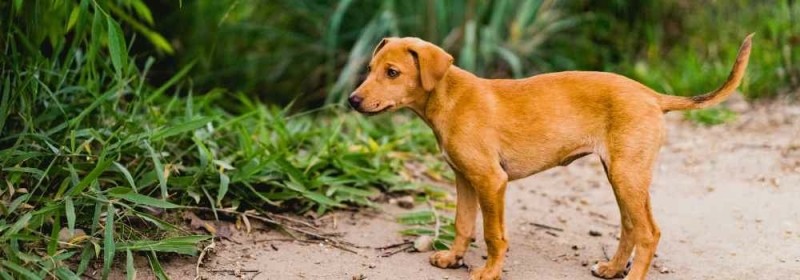 Bruine hond op strand bij gras