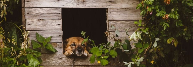 Hond in houten huisje
