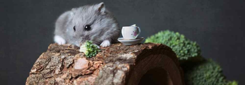 Hamster op bruggetje met broccoli