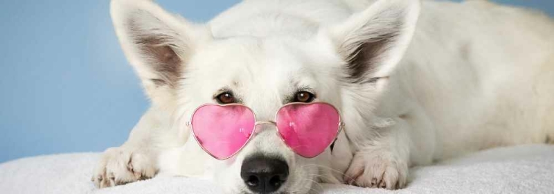 Witte hond met roze zonnebril