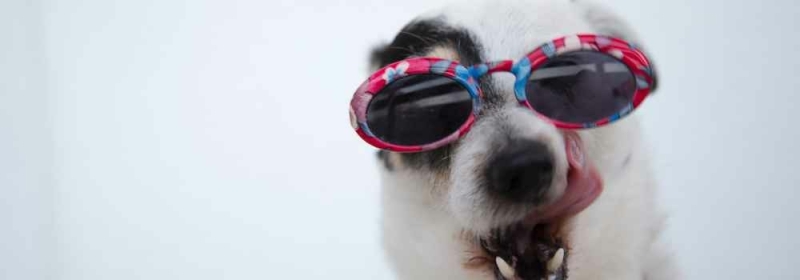 hond met zonnebril