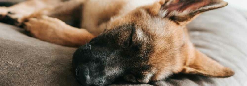 Slapende hond op bruin kussen