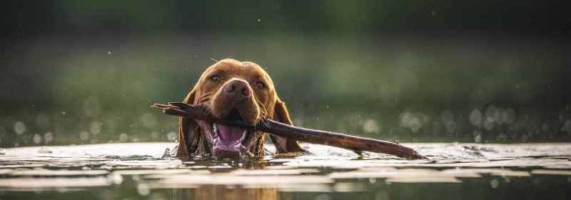 Hond met tak in water