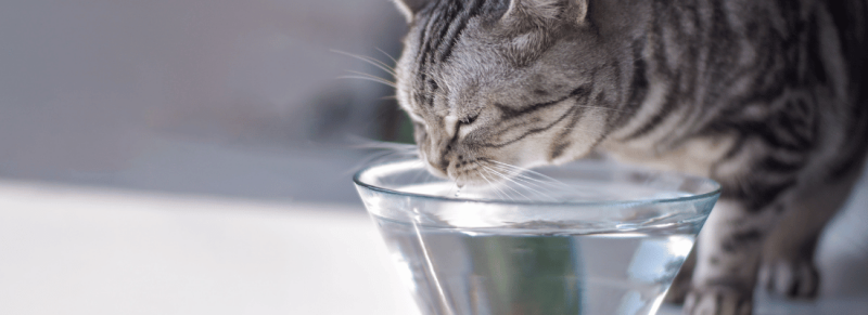 katten drinkfontein, drinkfonteinen voor katten