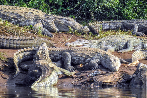A group of crocodiles basking on a riverbank.