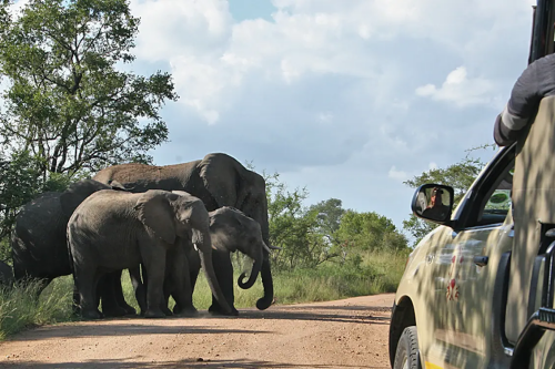 A group of elephants walking down a dirt road.