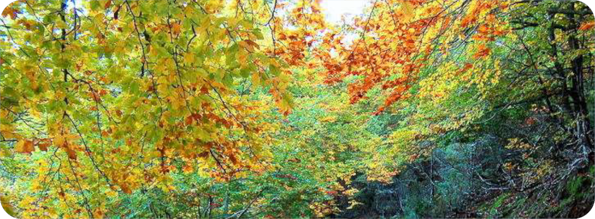 Panoramisch beeld van een dicht bos met herfstkleuren, variërend van groen naar geel en diep oranje.