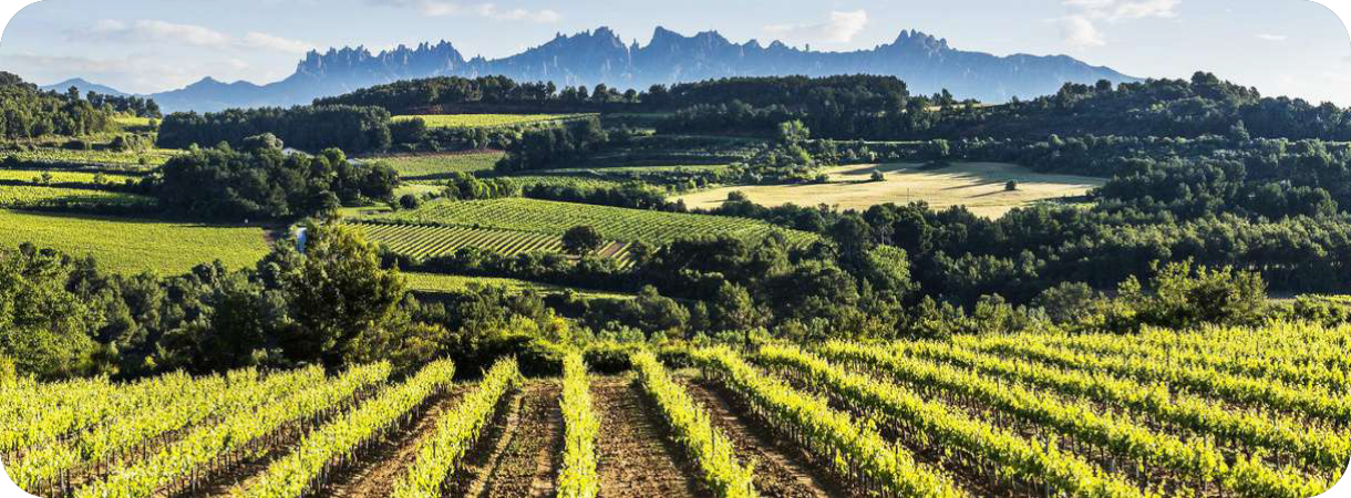 Wijngaarden in de regio Penedès met de gekartelde bergen van Montserrat op de achtergrond.