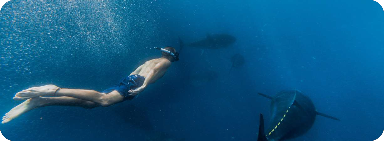 Onderwaterfoto van een snorkelaar die in diepblauw water zwemt naast enkele zeer grote tonijnen