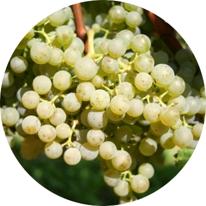 Cabernet blanc