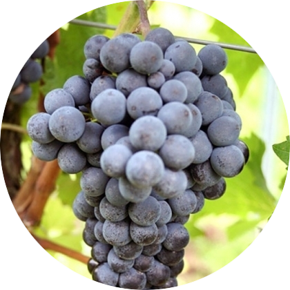 Cabernet cortis