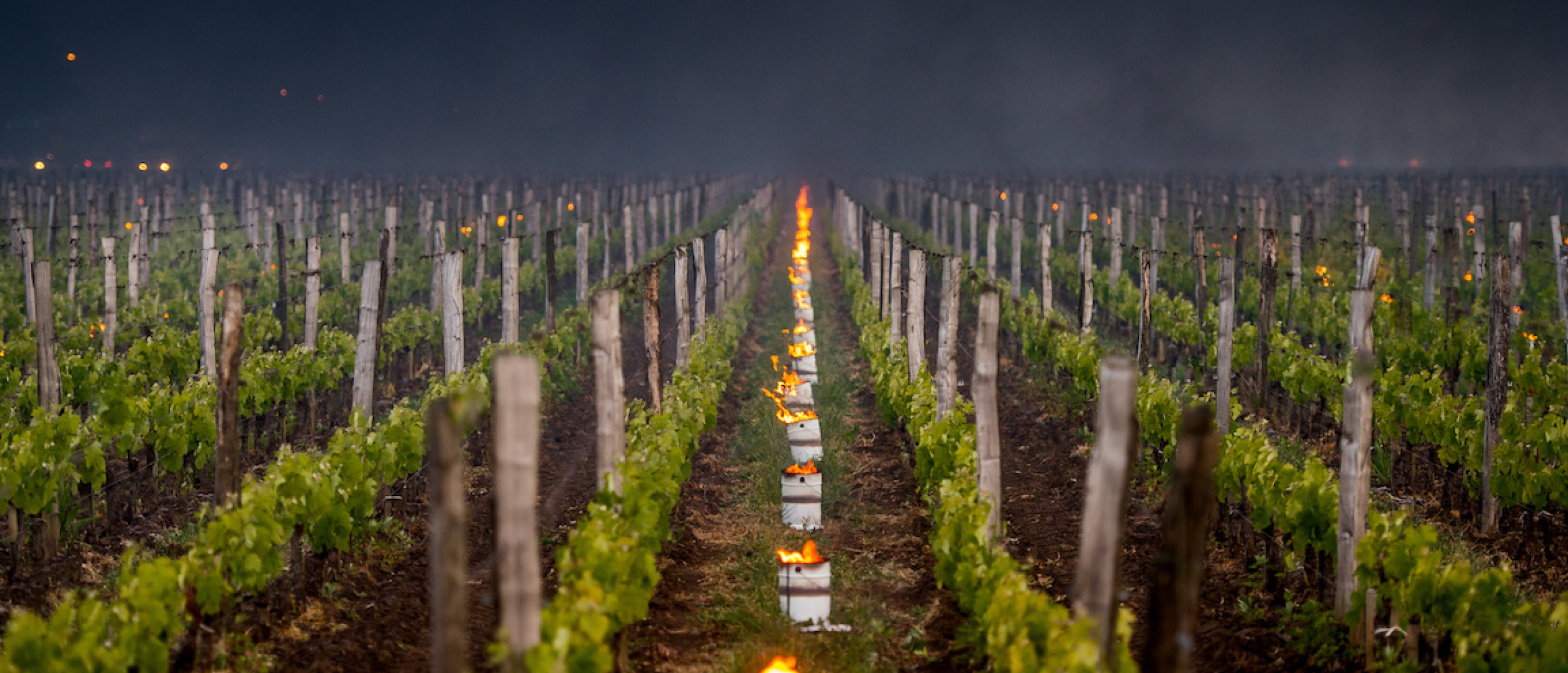 Klimaatverandering en de toekomst van wijnbouw in Europa