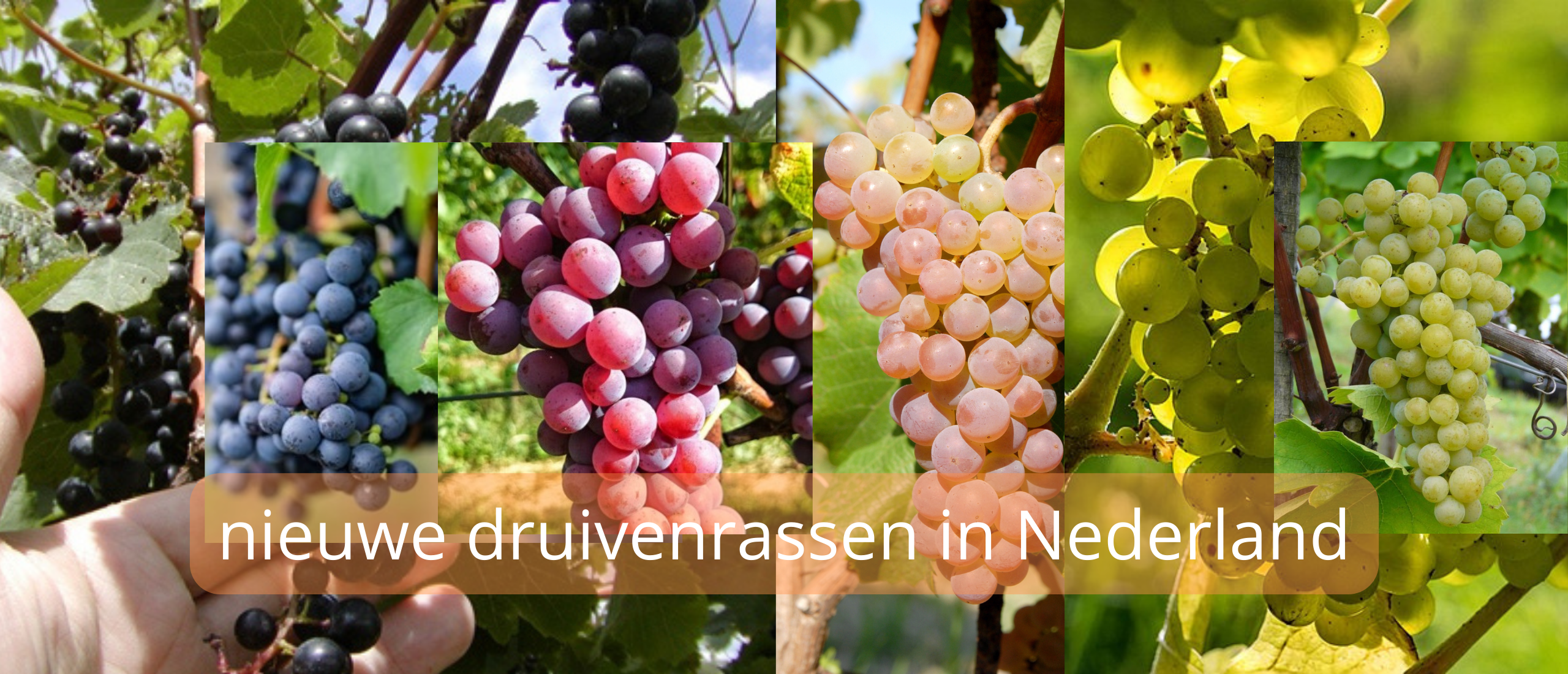 Populairste nieuwe druivenrassen in de Nederlandse wijnbouw