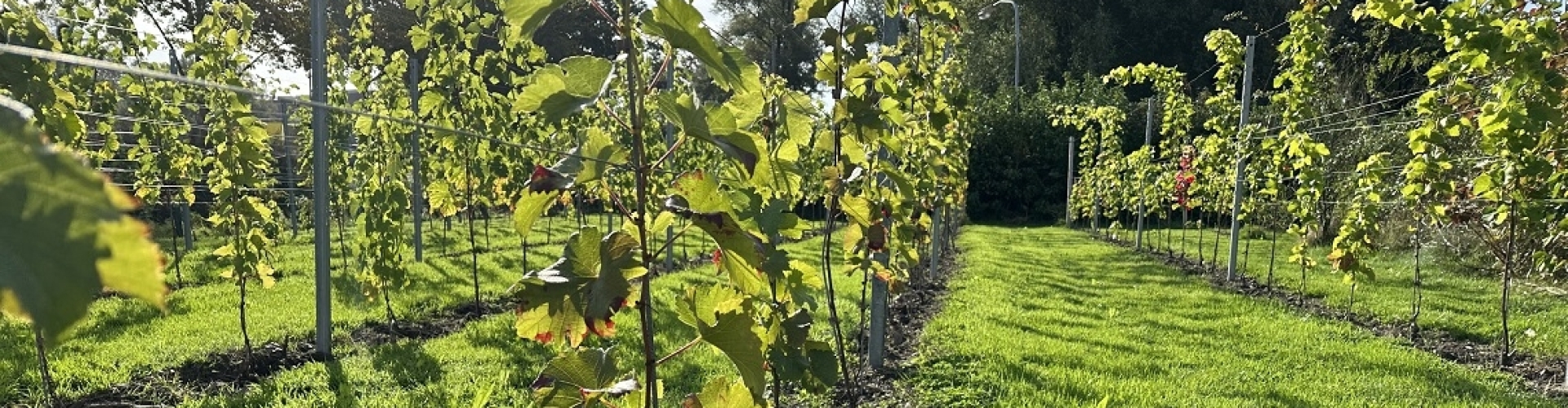 wijnranken op duurzame wijngaard