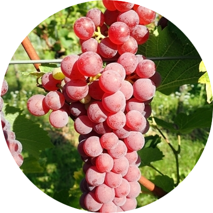 Souvignier gris