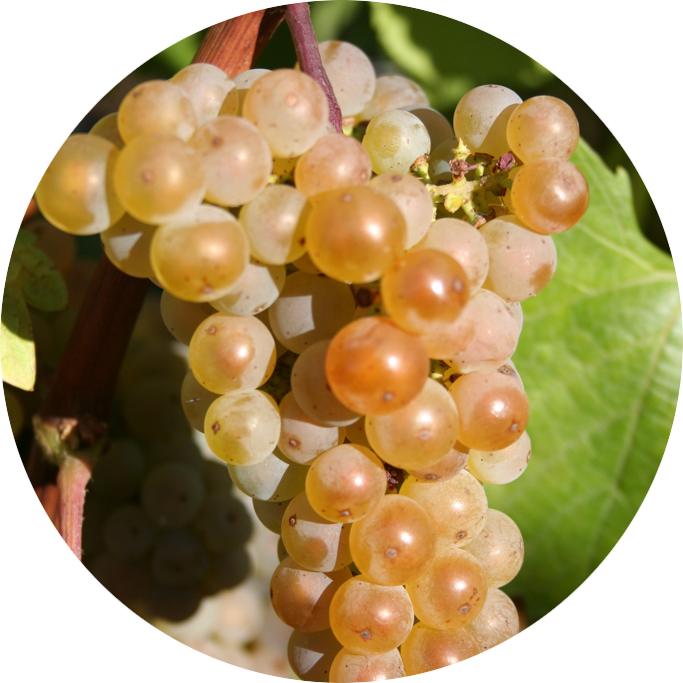 Soyhières