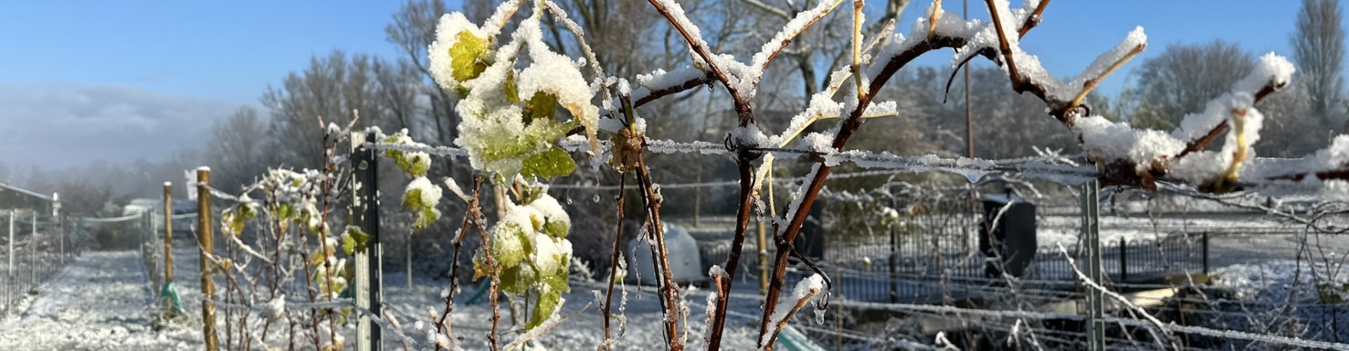 Wijngaard in de winter