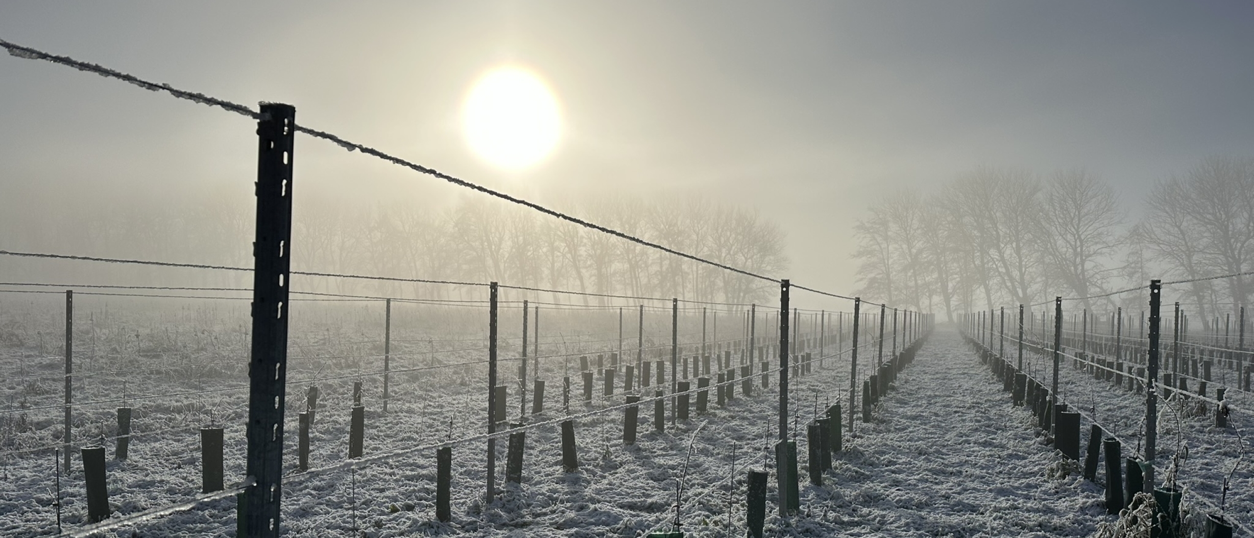 Winter in de Wijngaard