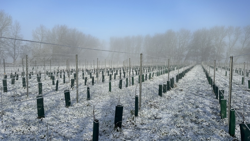 Rijen jonge wijnranken met beschermkokers in een Nederlandse wijngaard tijdens de winter