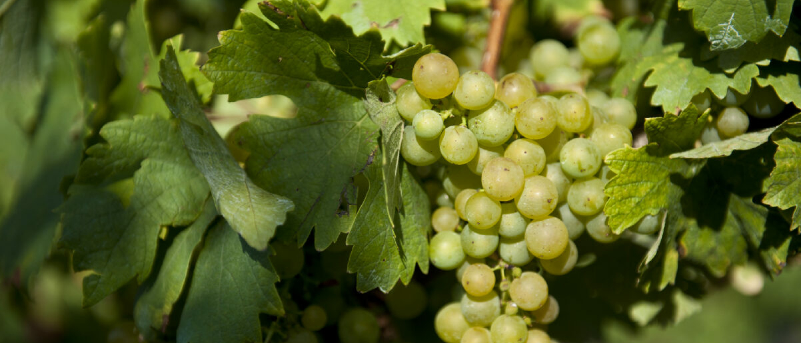 Cabernet Blanc Wijnstok Cabernet Blanc Wijnstok