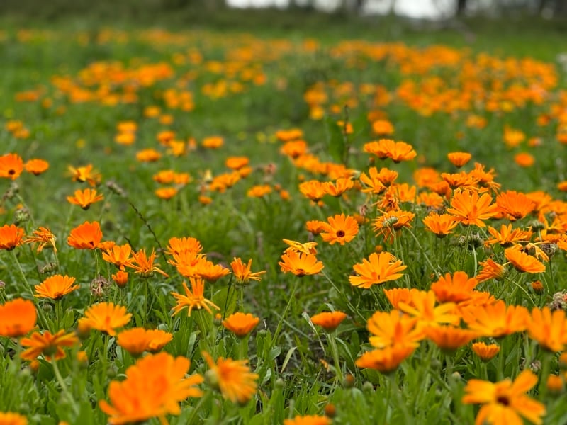 eetbare bloemen