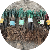 Wortels van Wijnranken